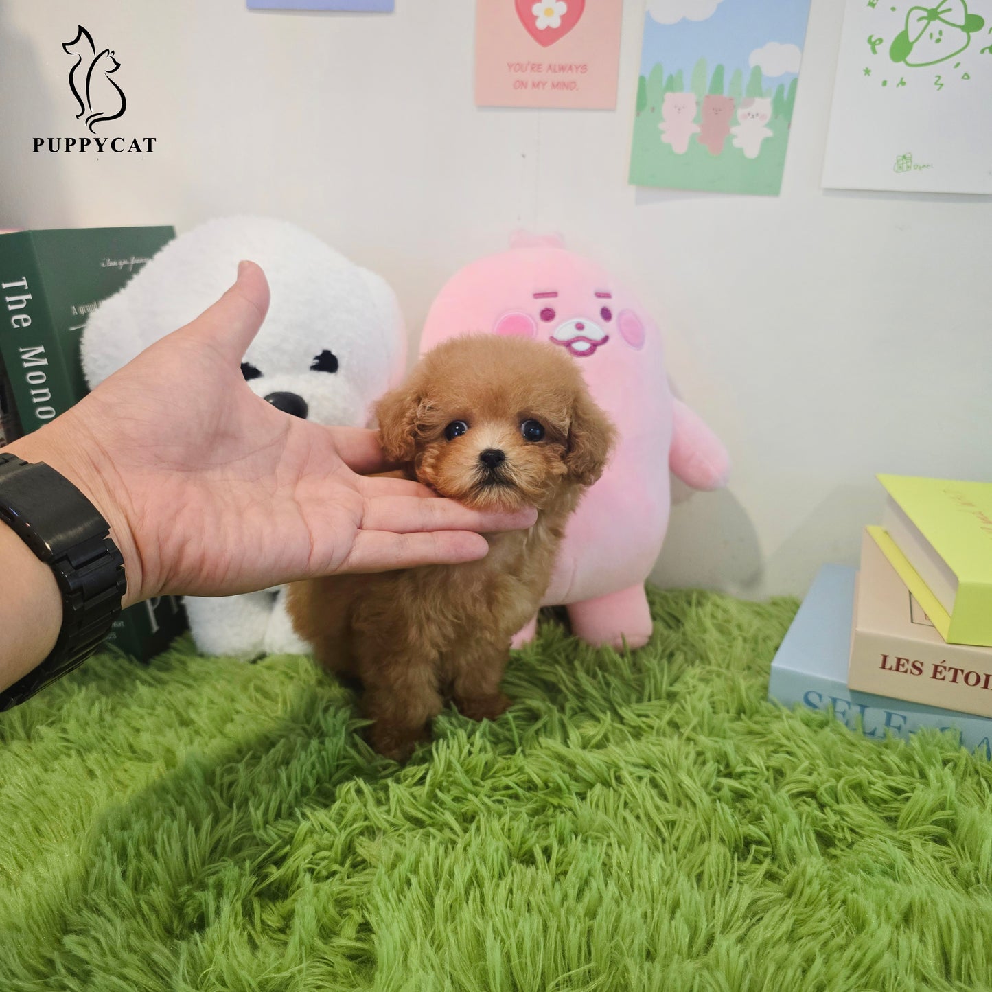 Toy poodle for sale-Venny