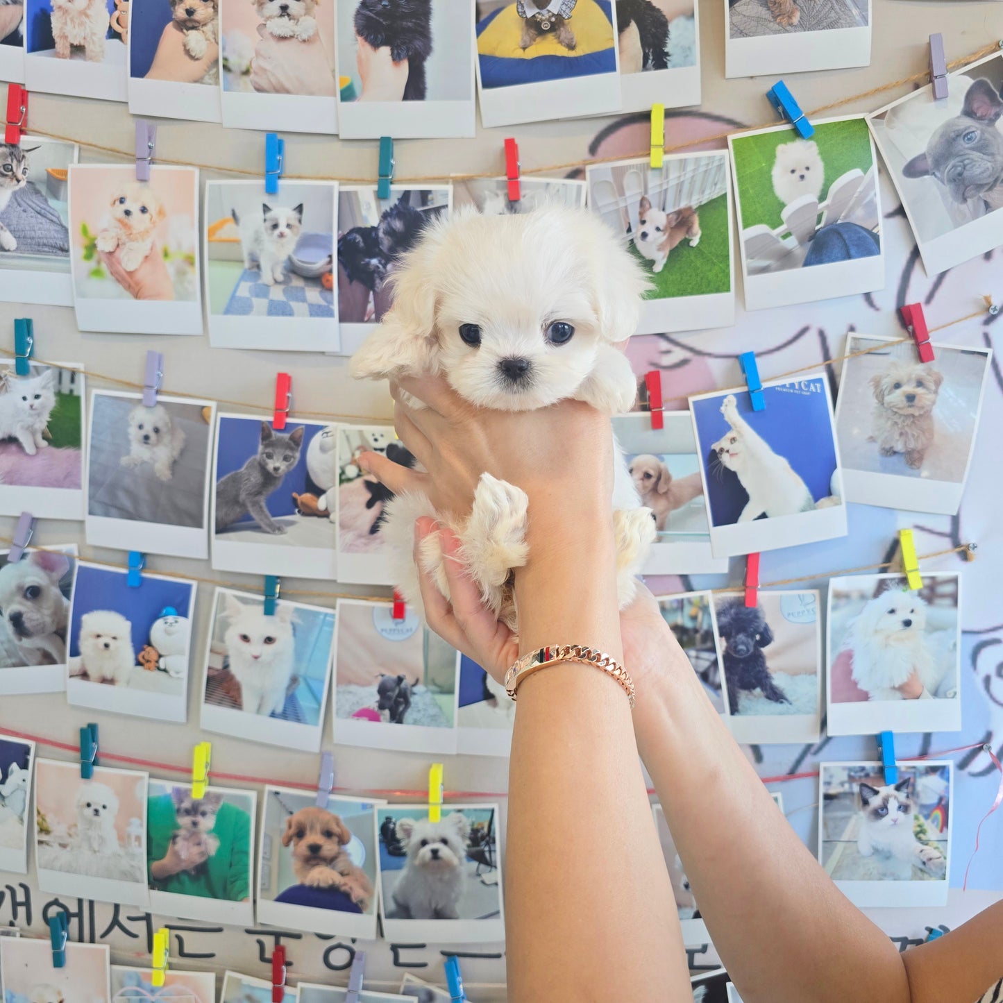 Mini Maltese for sale - Yomi