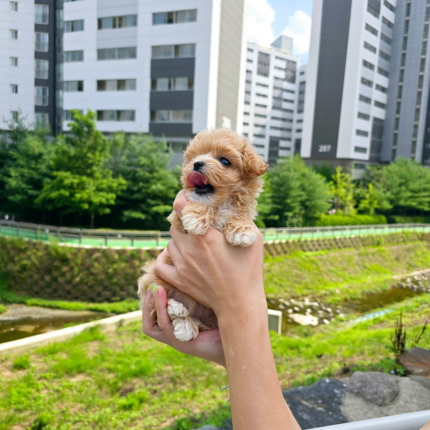 Mini Maltipoo for sale-Kiss