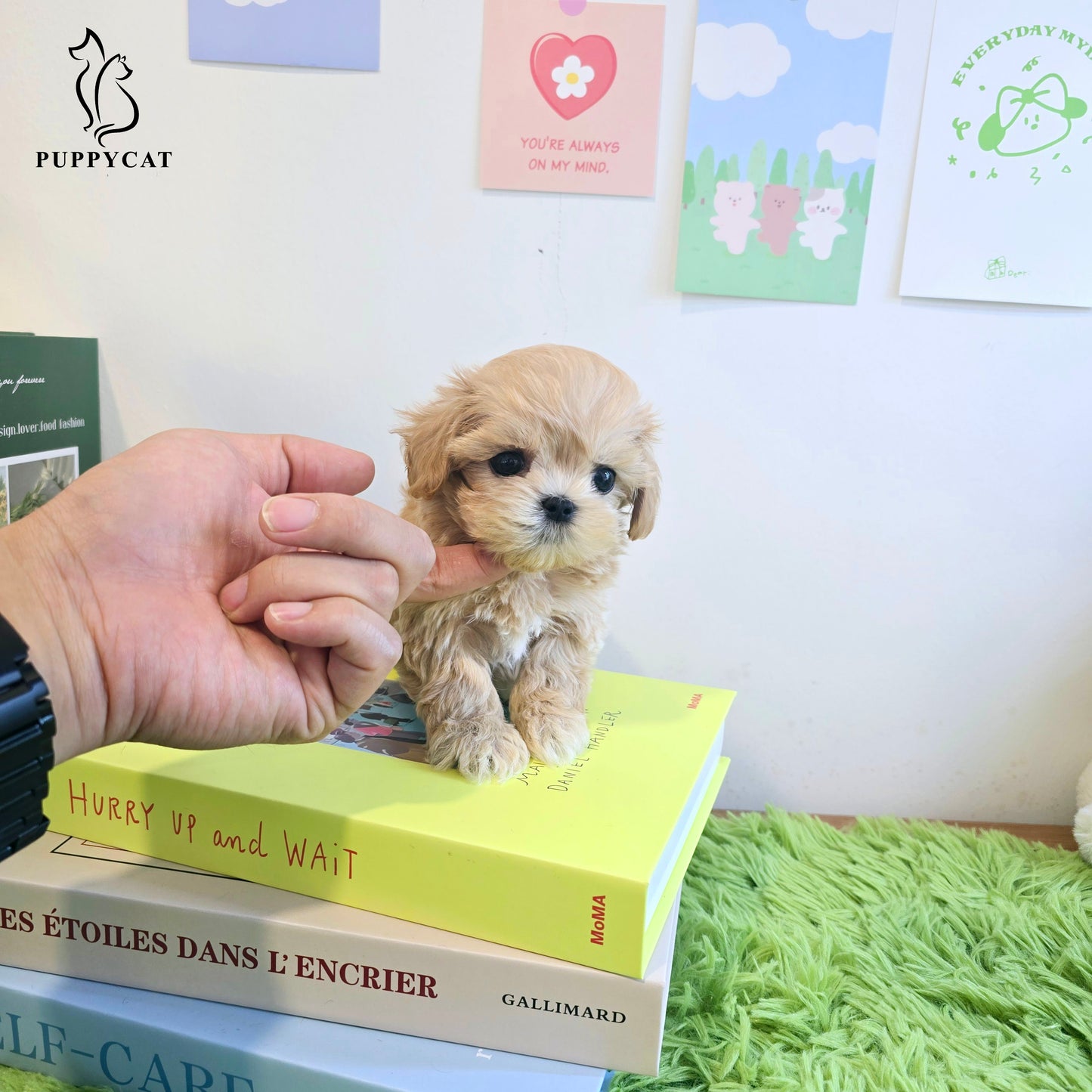 Mini Maltipoo for sale-Ali