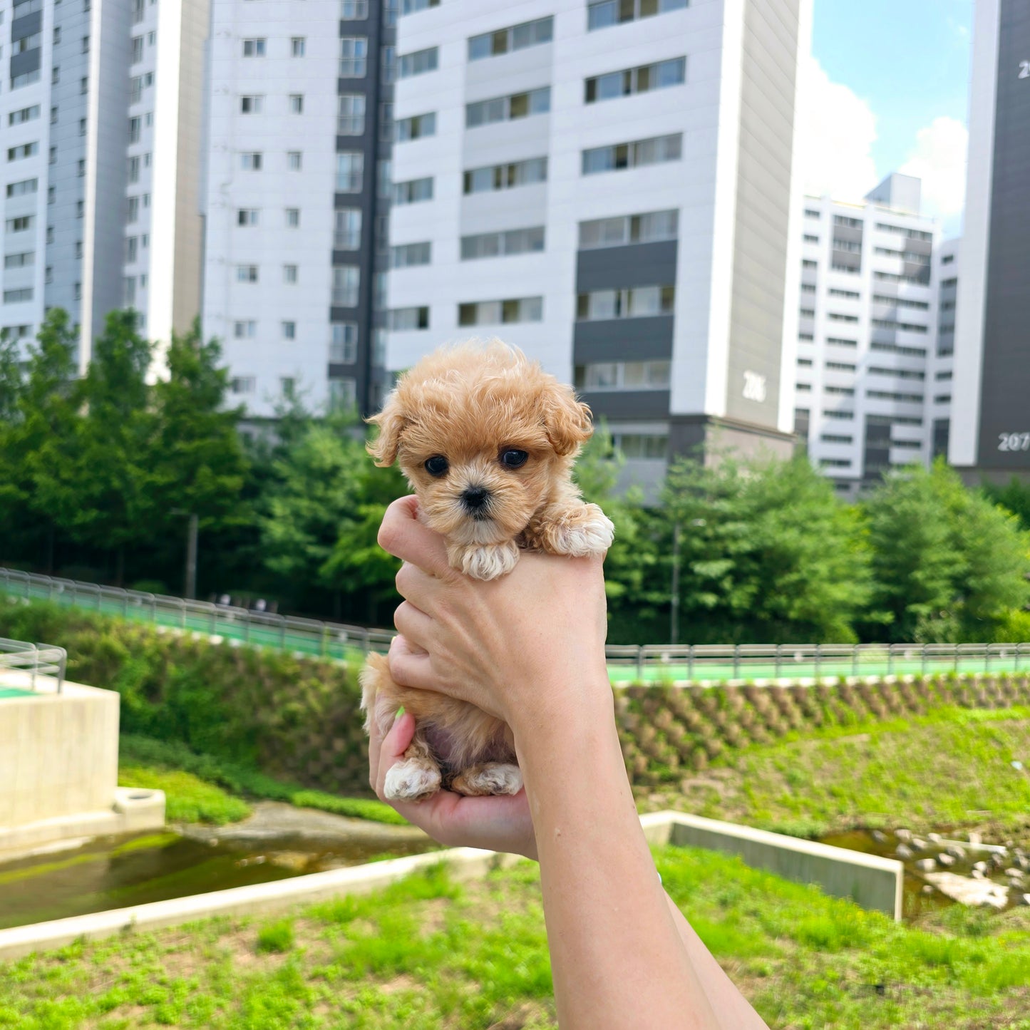 Mini Maltipoo for sale-Kiss