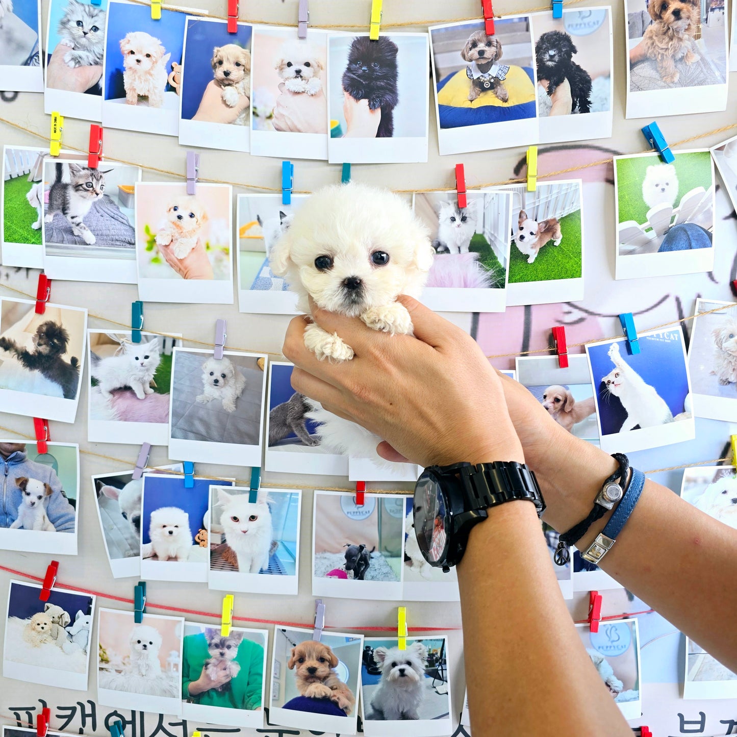 Mini Bichon Frise for sale-Seolki