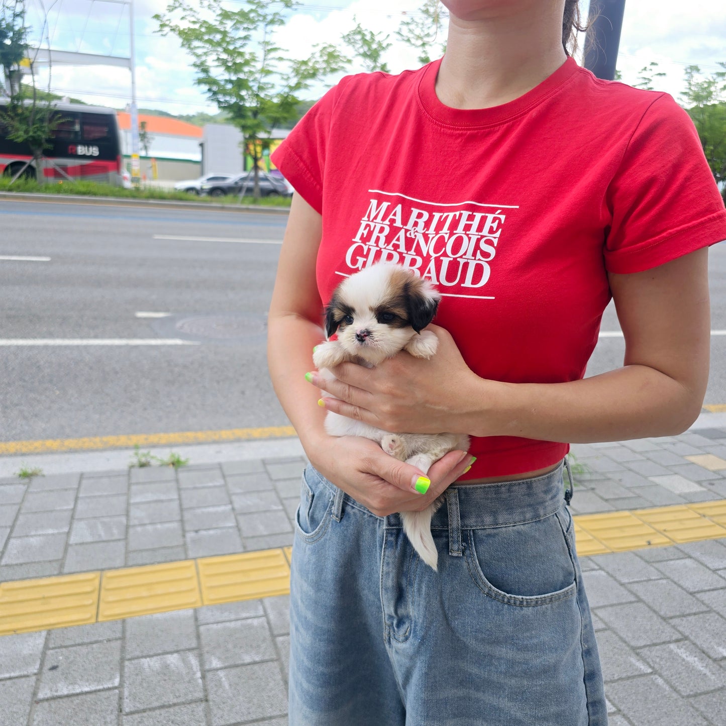 Mini Maltichu for sale-Siroo
