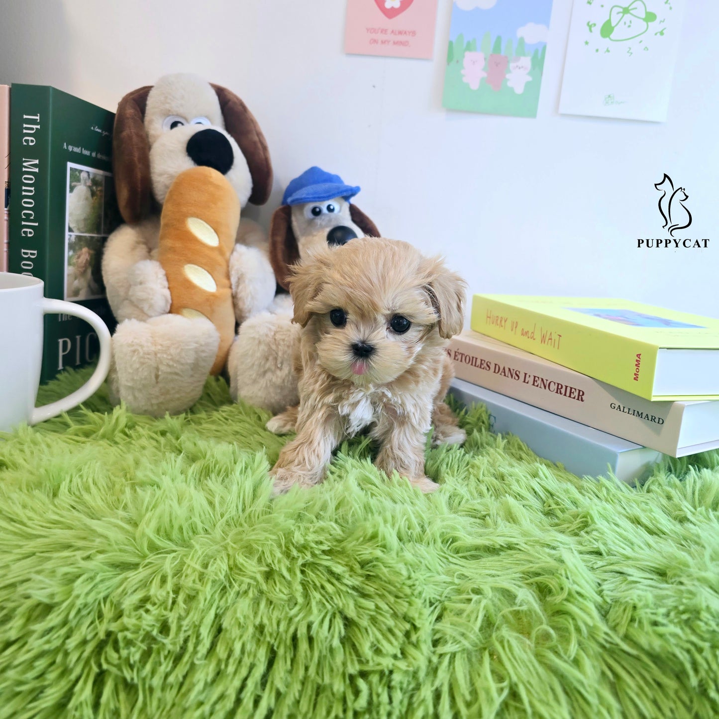 Mini Maltipoo- Ali (Singapore shipping fee included)