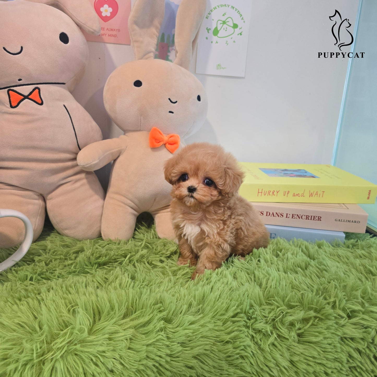 Mini Maltipoo- Kkomi (Singapore shipping fee included)
