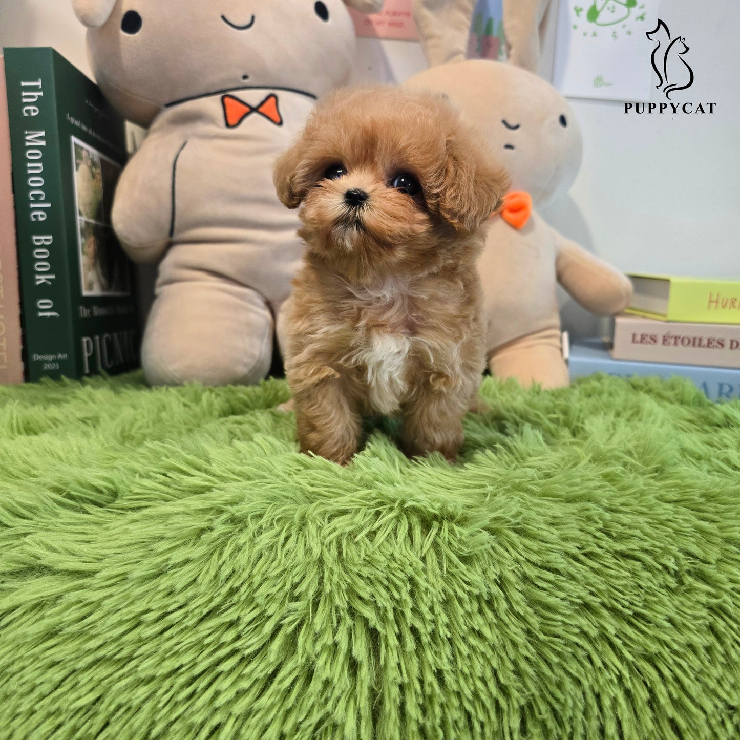 Mini Maltipoo for sale-Kkomi
