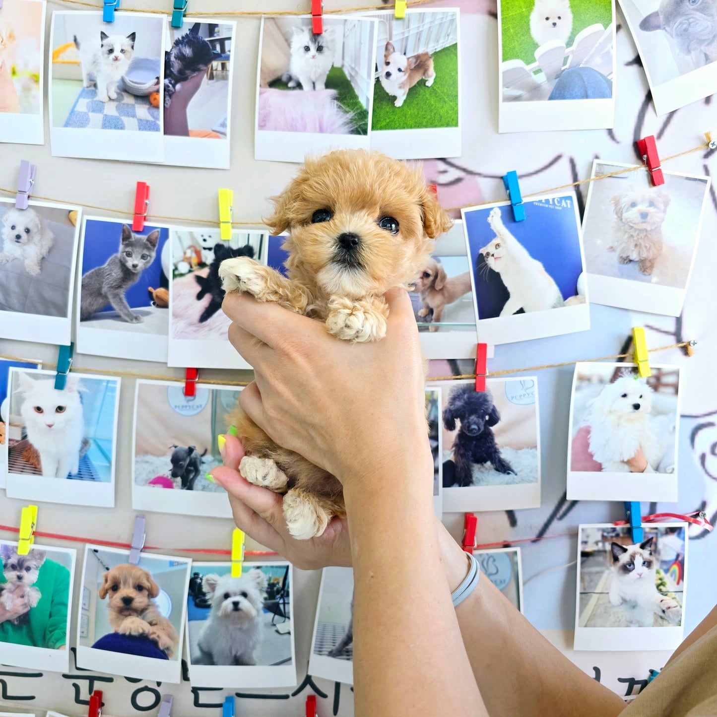 Mini Maltipoo- Kiss (Singapore shipping fee included)