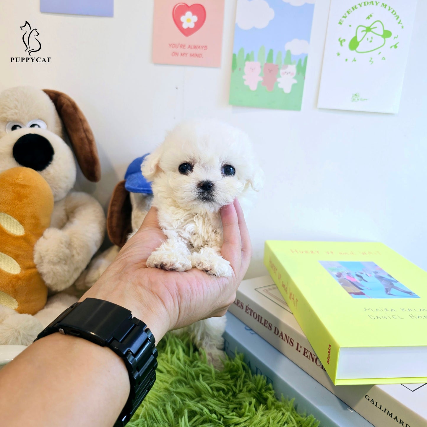 Mini Bichon Frise for sale-Seolki