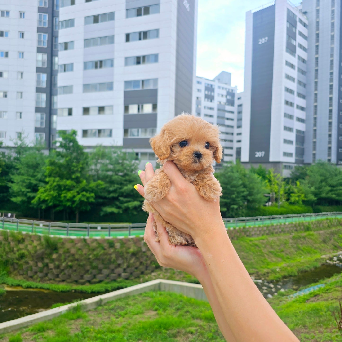 Mini Maltipoo for sale-Cherry