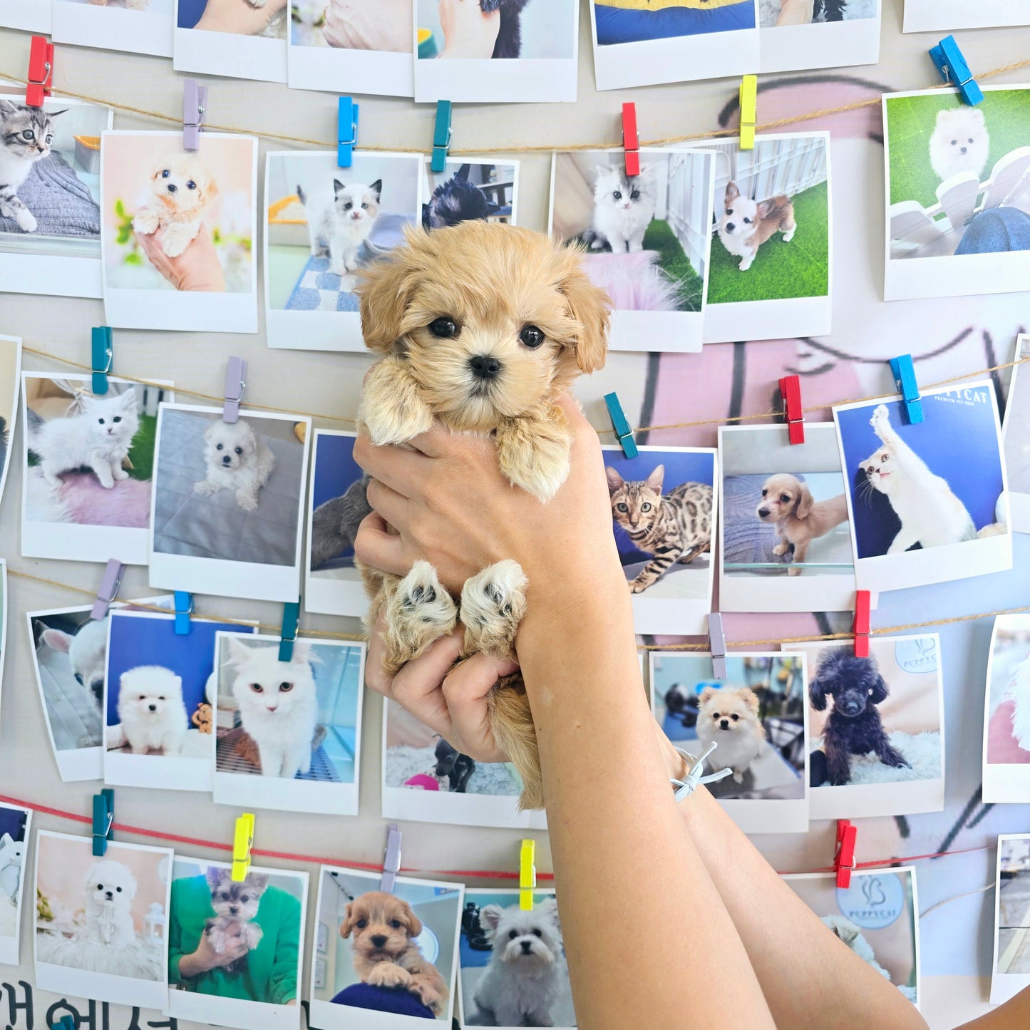 Mini Maltipoo for sale-Ali