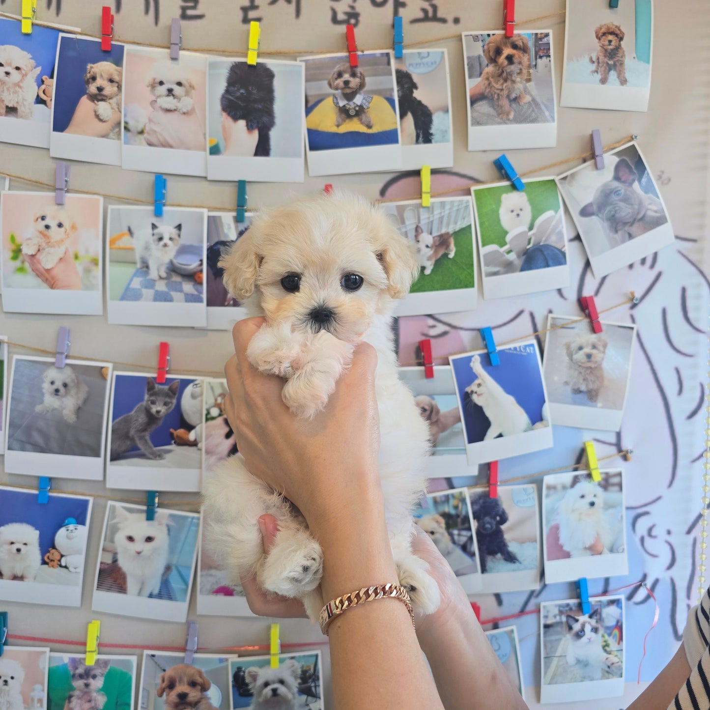 Mini Maltipoo- Puding (Singapore shipping fee included)