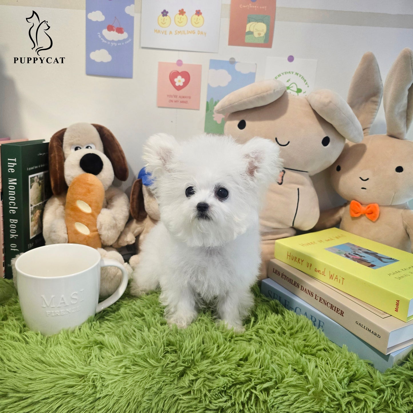 Mini Bichon Frise for sale-Tory