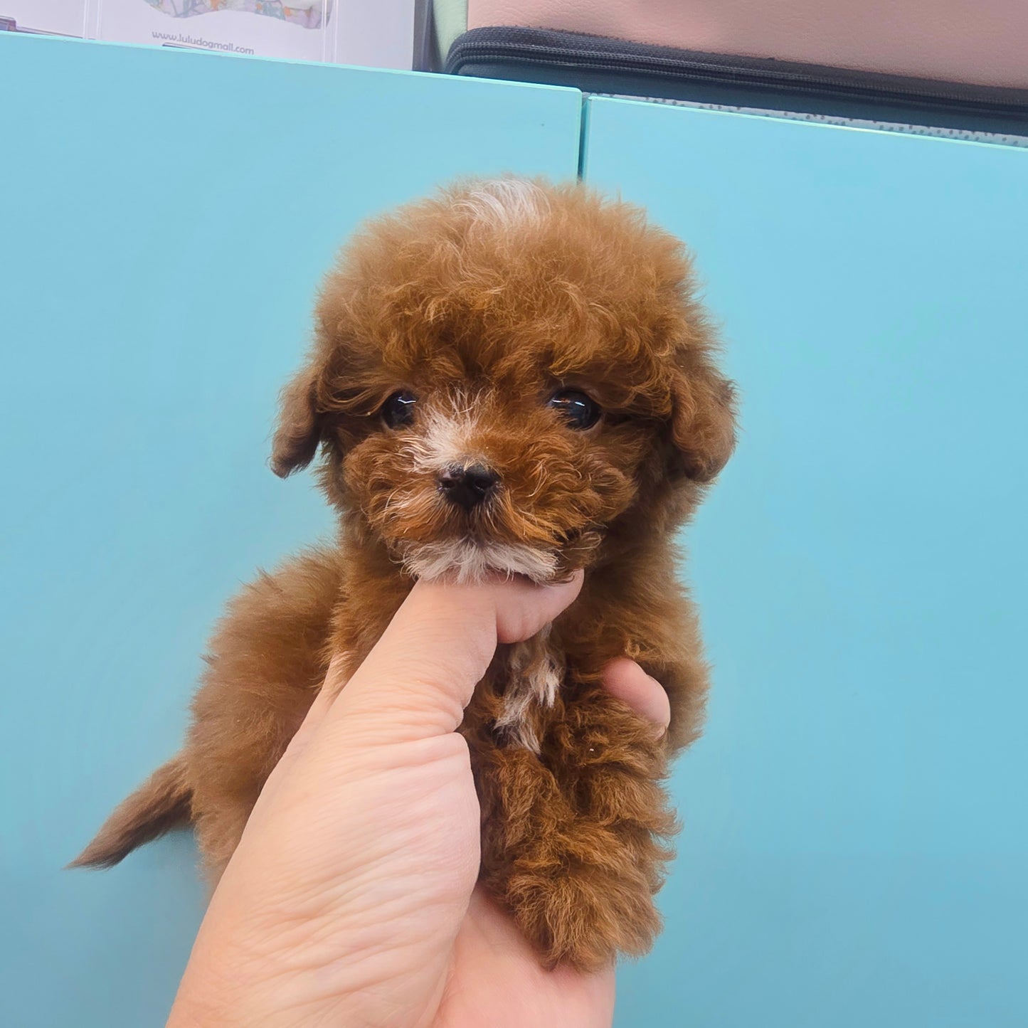 Mini Maltipoo- Kwangsu (Singapore shipping fee included)