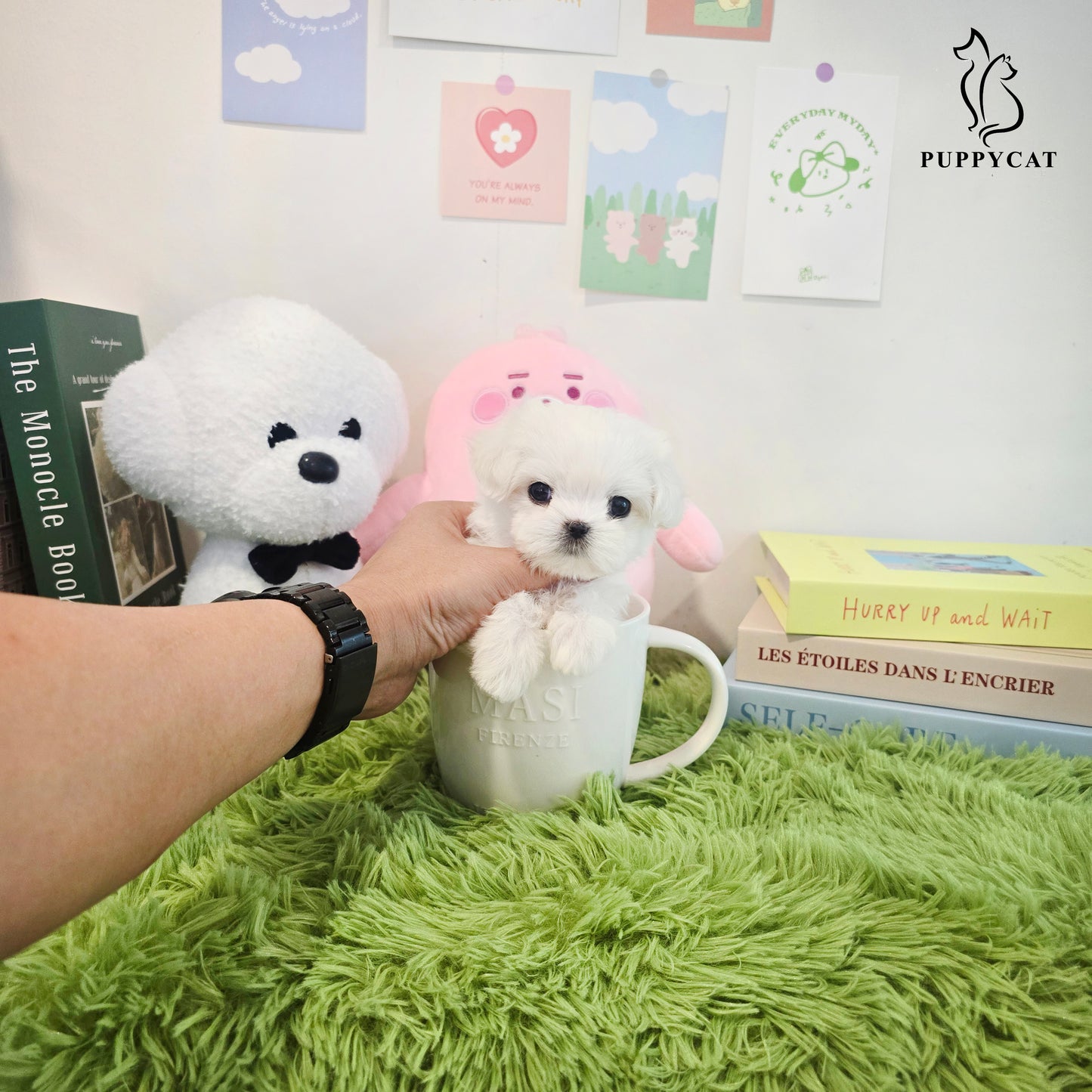 Mini Maltese for sale - Yomi
