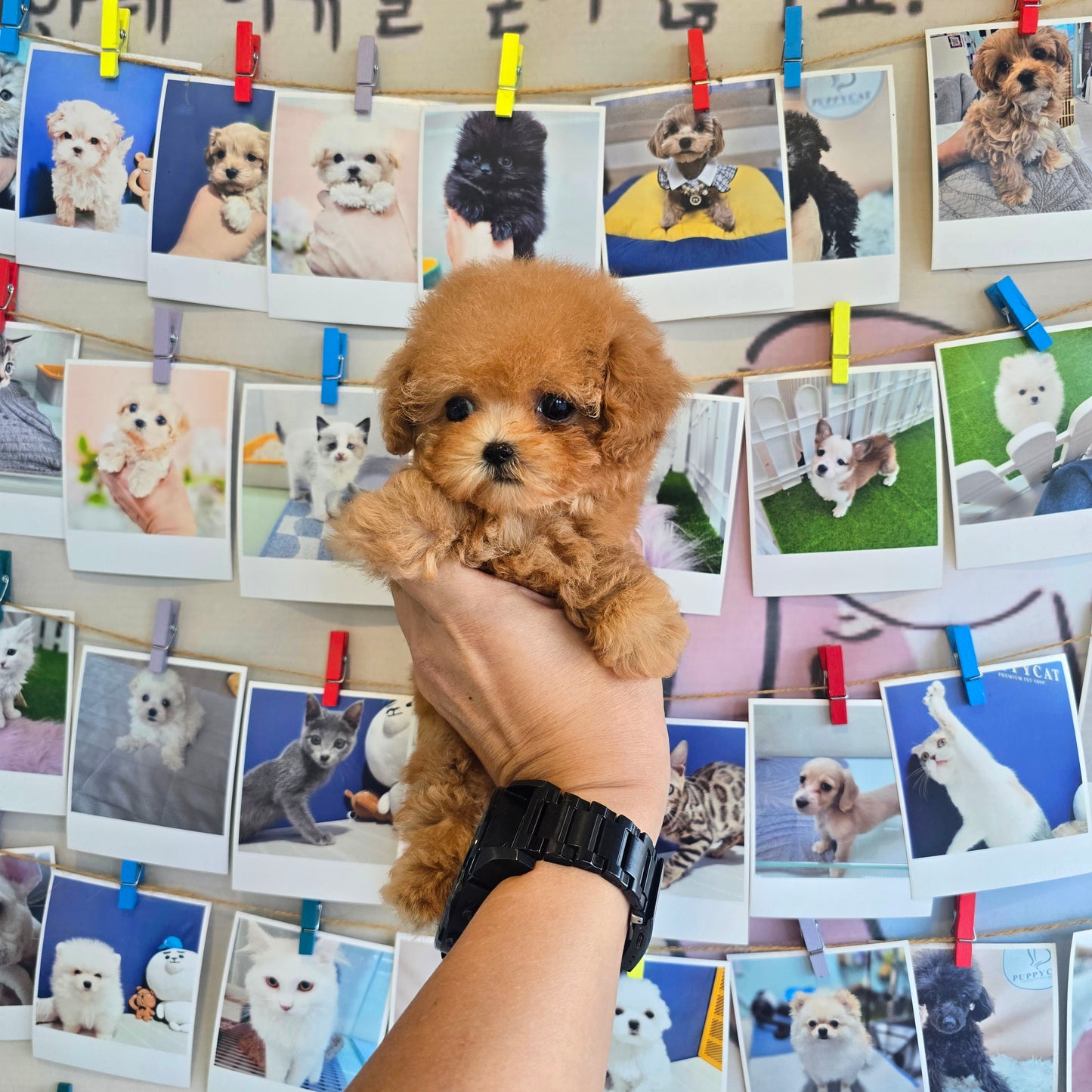 Toy poodle- Venny (Singapore shipping fee included)