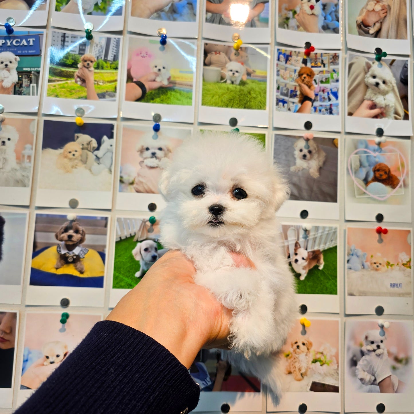 Mini Bichon Frise for sale-Youngsuk