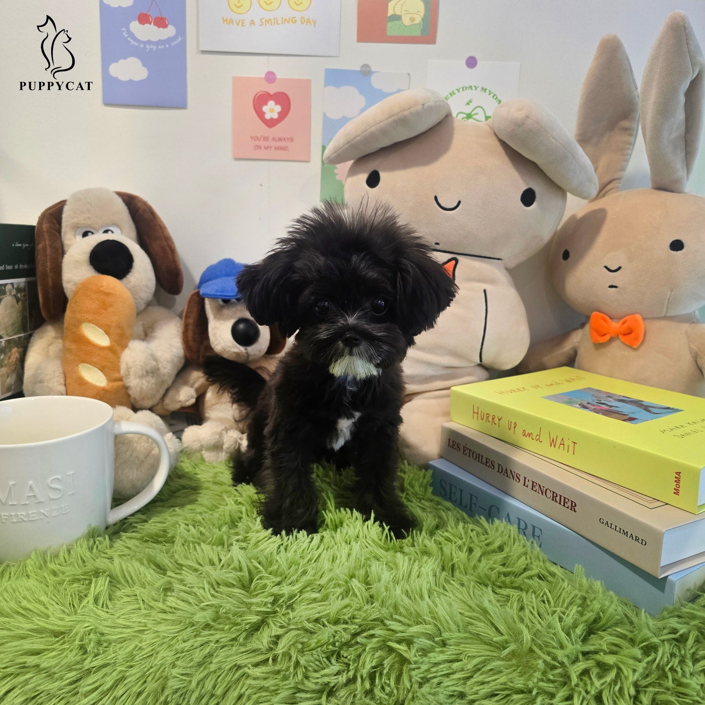 Mini Maltipoo for sale-Burch