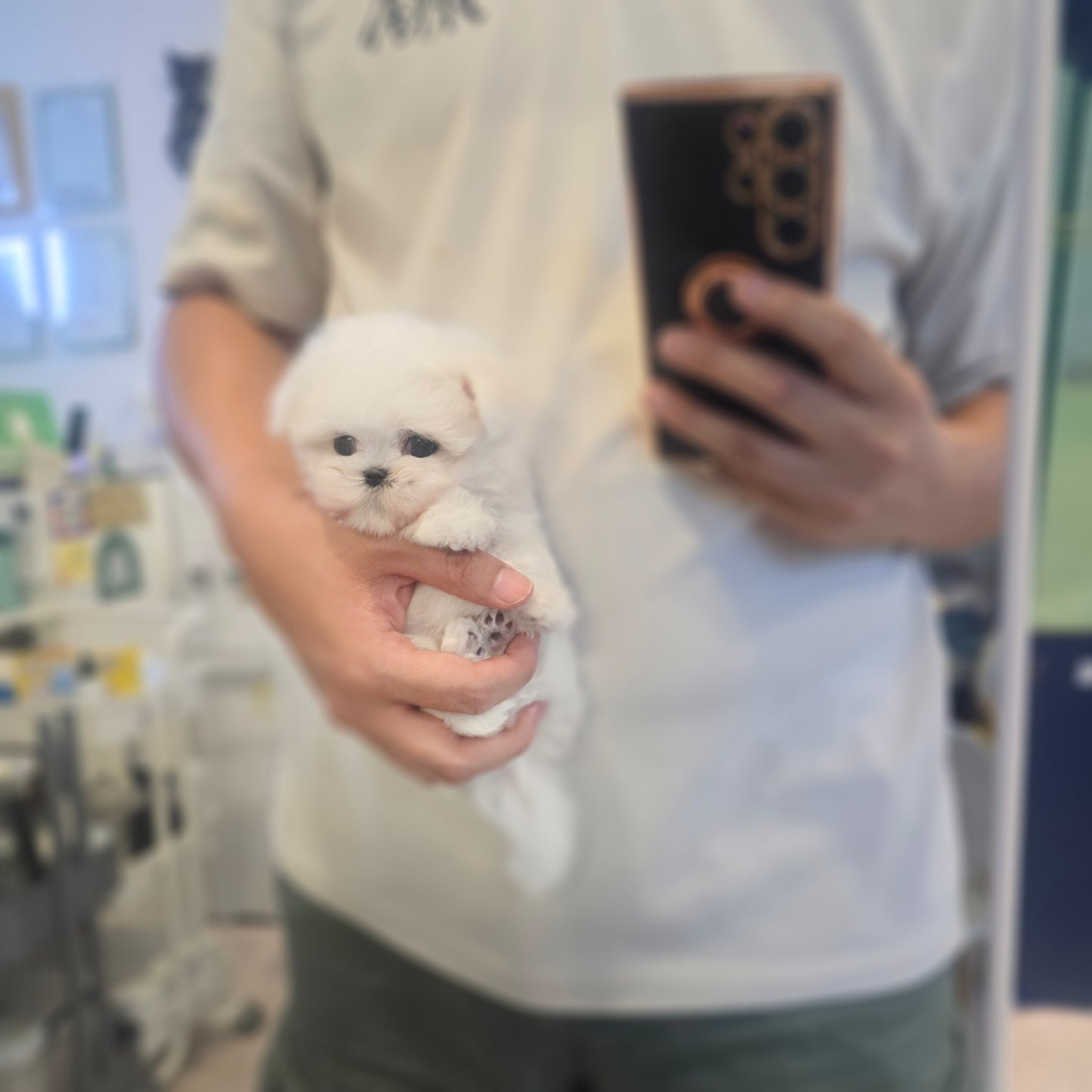 Mini Maltese- Rooney (Singapore shipping fee included)