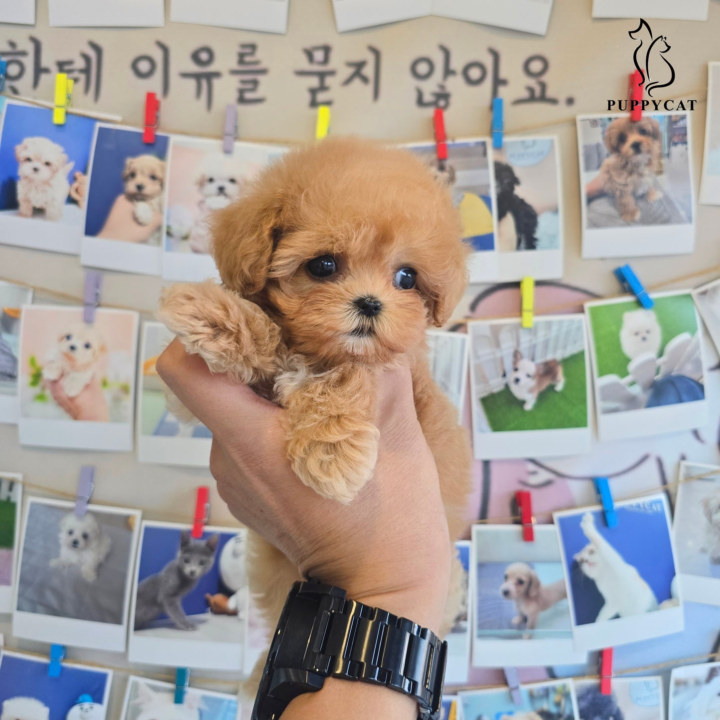 Mini Maltipoo- Kkomi (Singapore shipping fee included)