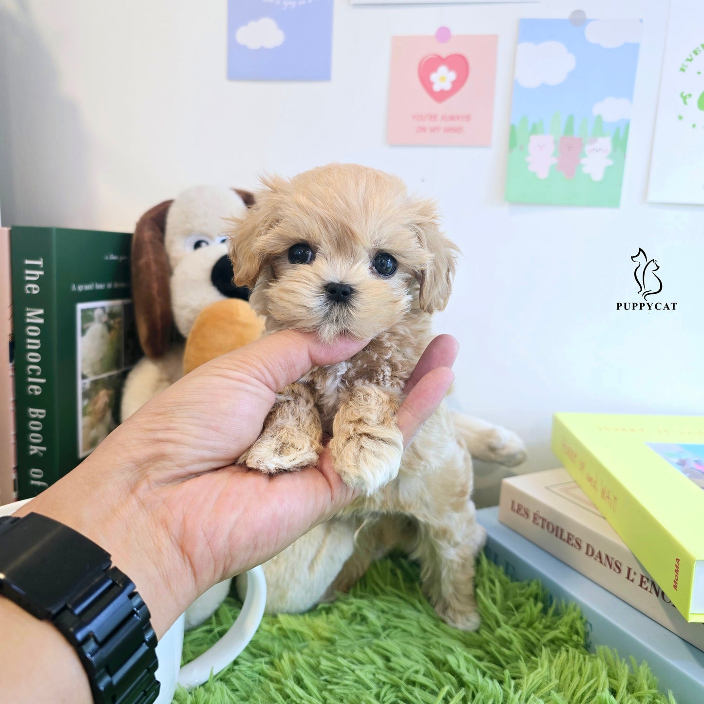 Mini Maltipoo- Ali (Singapore shipping fee included)