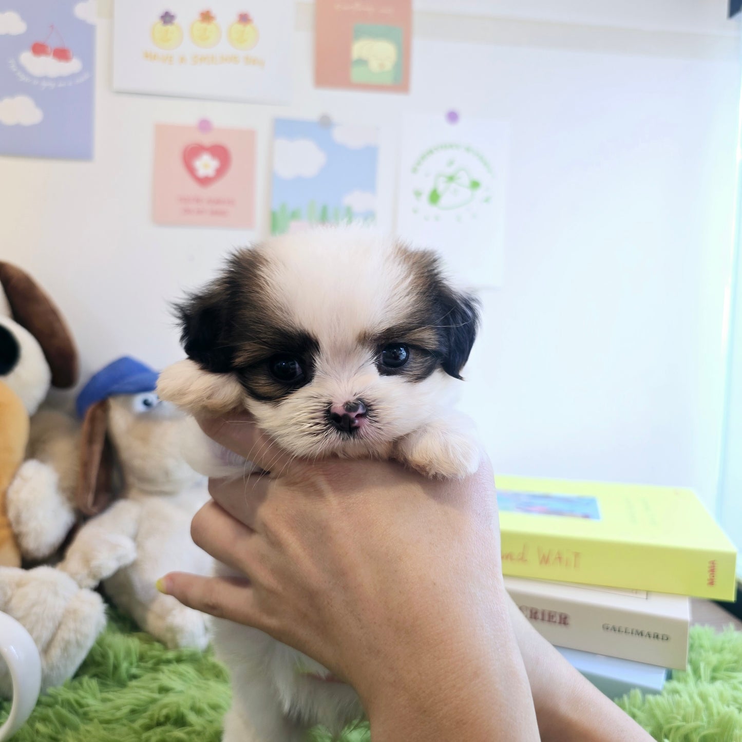 Mini Maltichu for sale-Siroo
