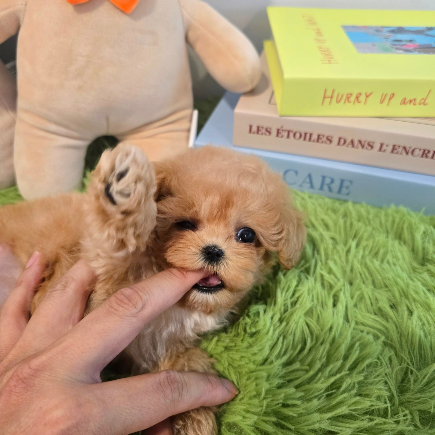 Mini Maltipoo- Kkomi (Singapore shipping fee included)