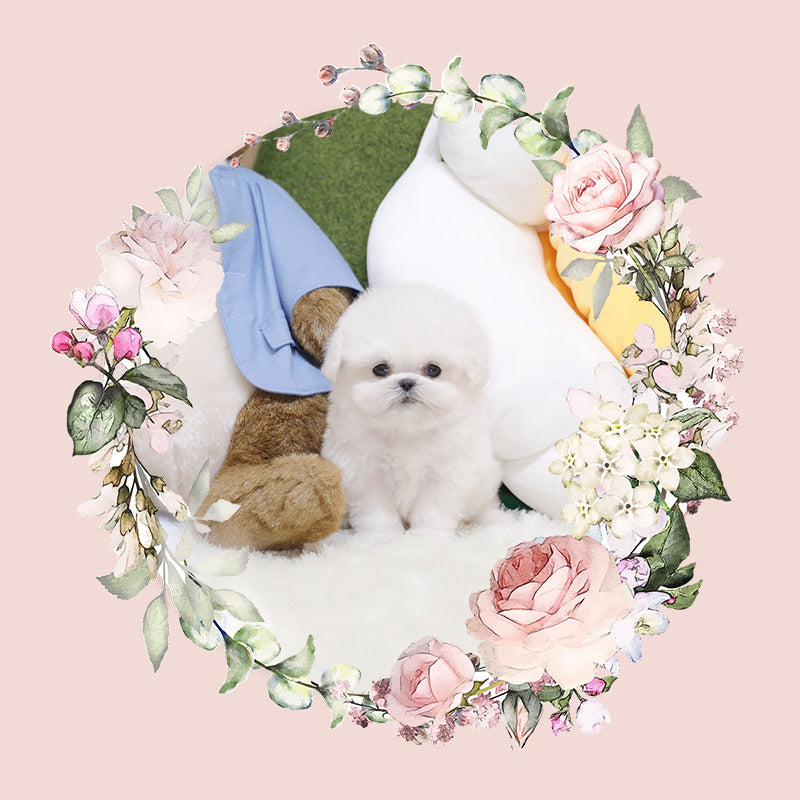 Mini Bichon Frise-Jeanne (Singapore shipping fee included)