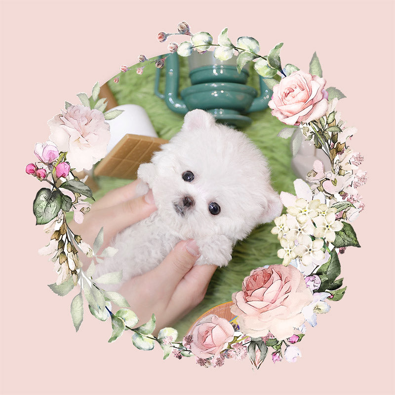 Mini Bichon Frise- Leaf (Singapore shipping fee included)