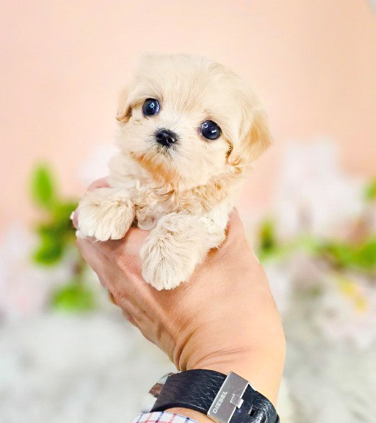 Mini Maltipoo- Moana (Singapore shipping fee included)