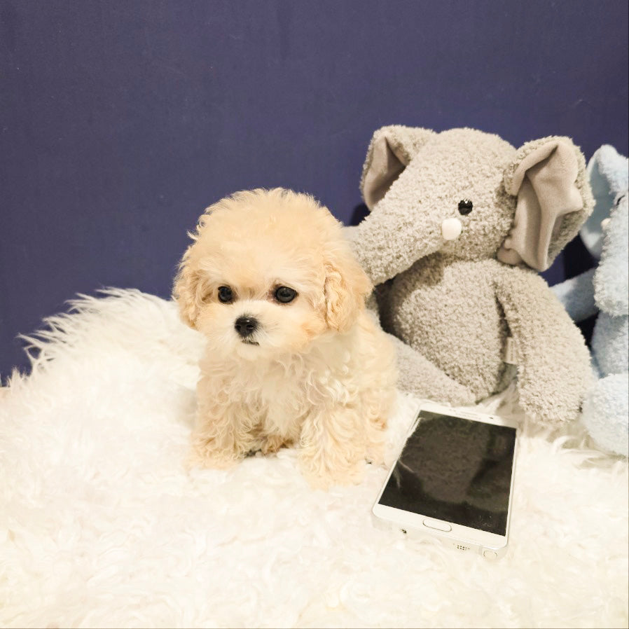 Toy poodle for sale-luna