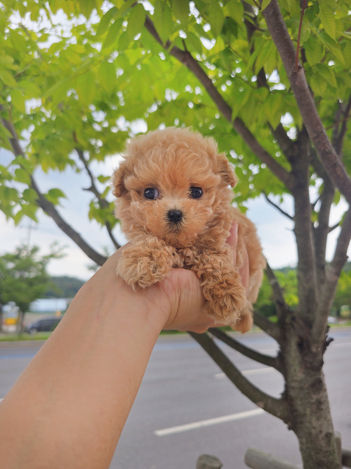 Toy poodle for sale-Max