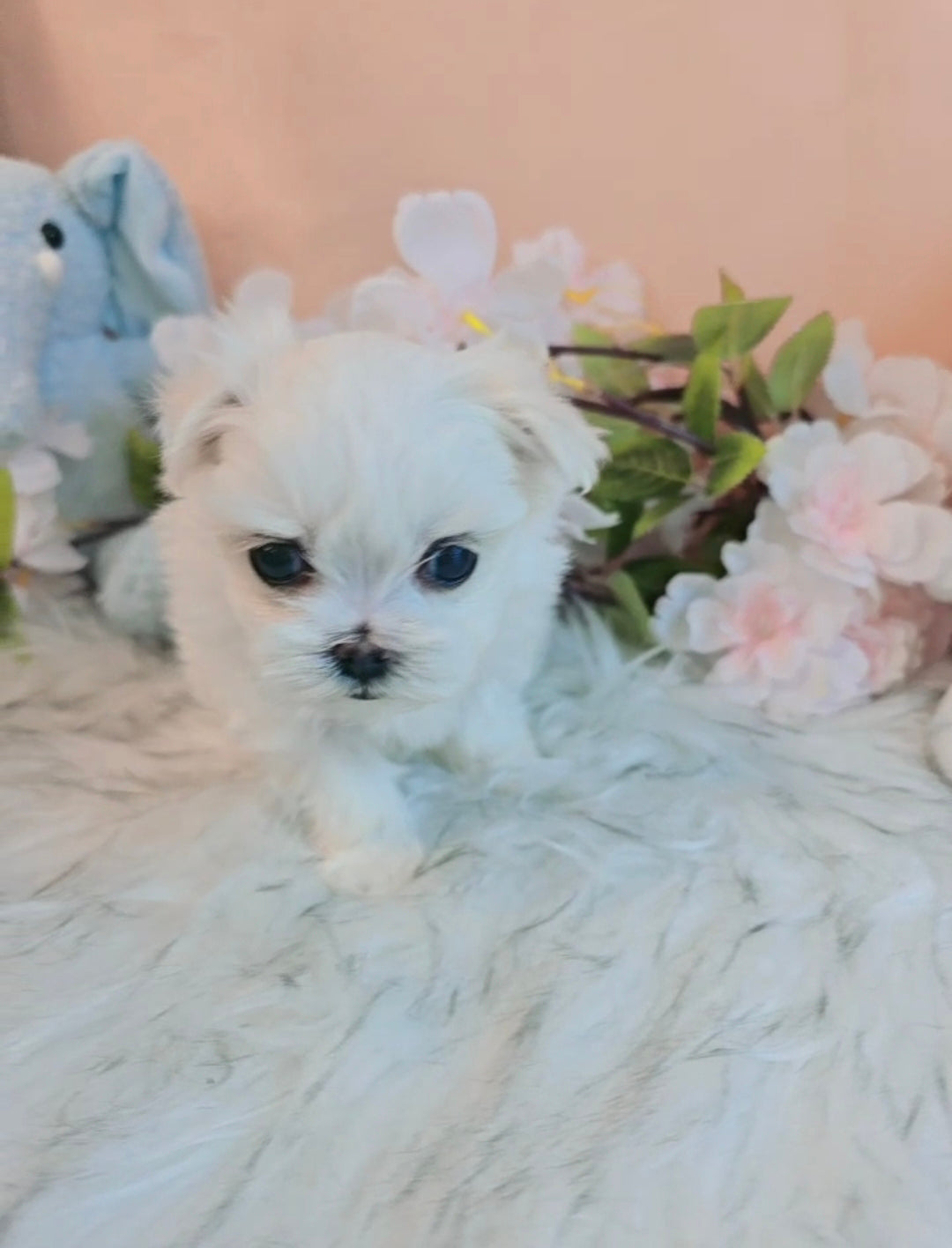 Mini Maltese- Bella (Singapore shipping fee included)