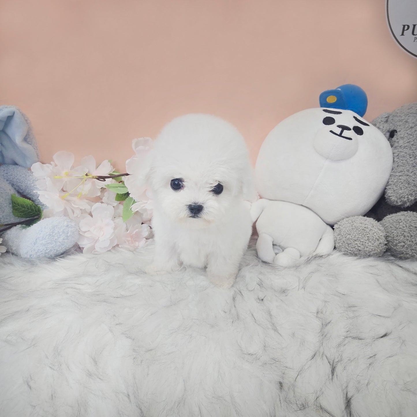 Mini Bichon - Lily (Singapore shipping fee included)