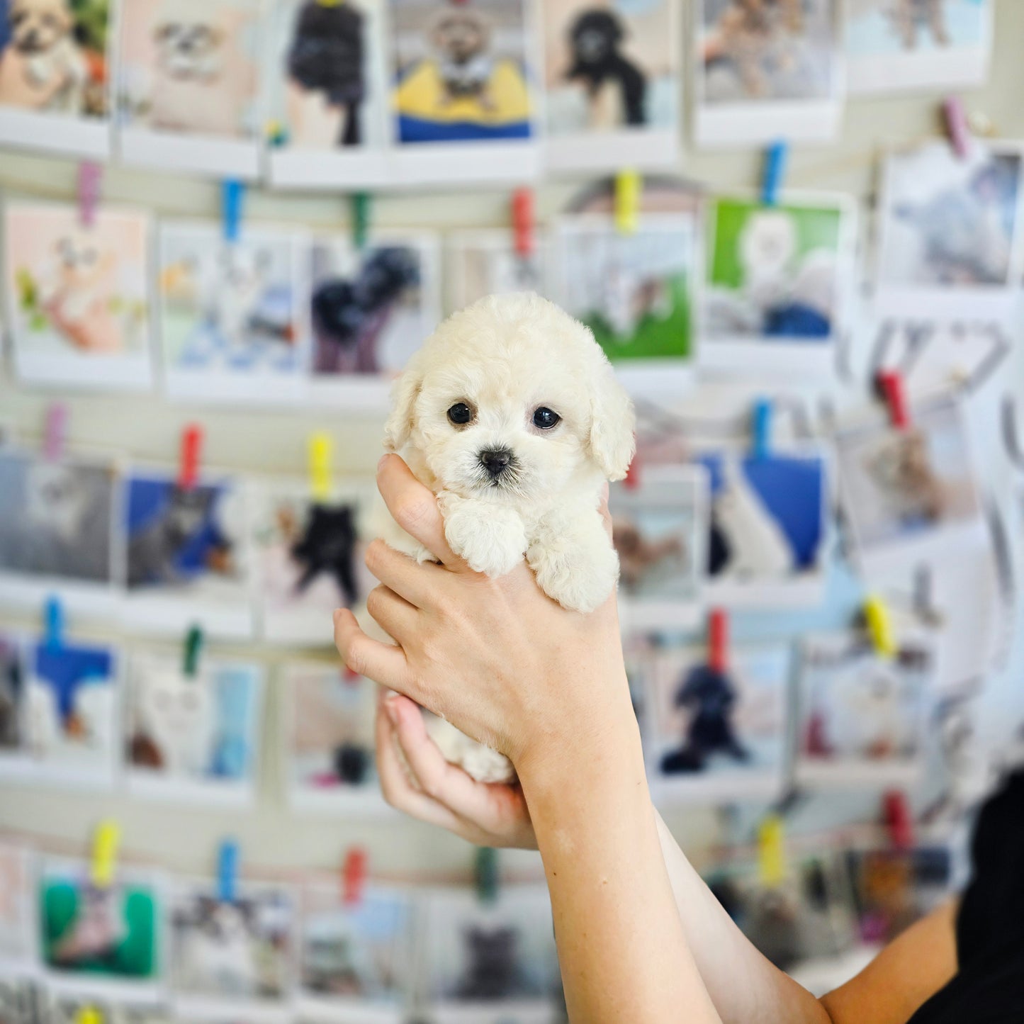 Mini Bichon Frise- MANGO (Singapore shipping fee included)