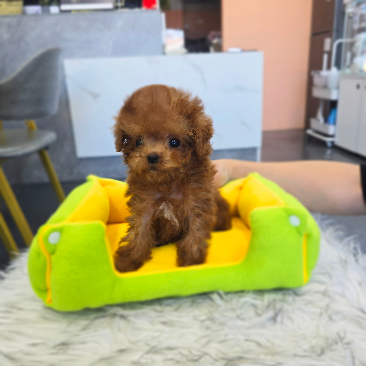 Toy poodle for sale-Adam