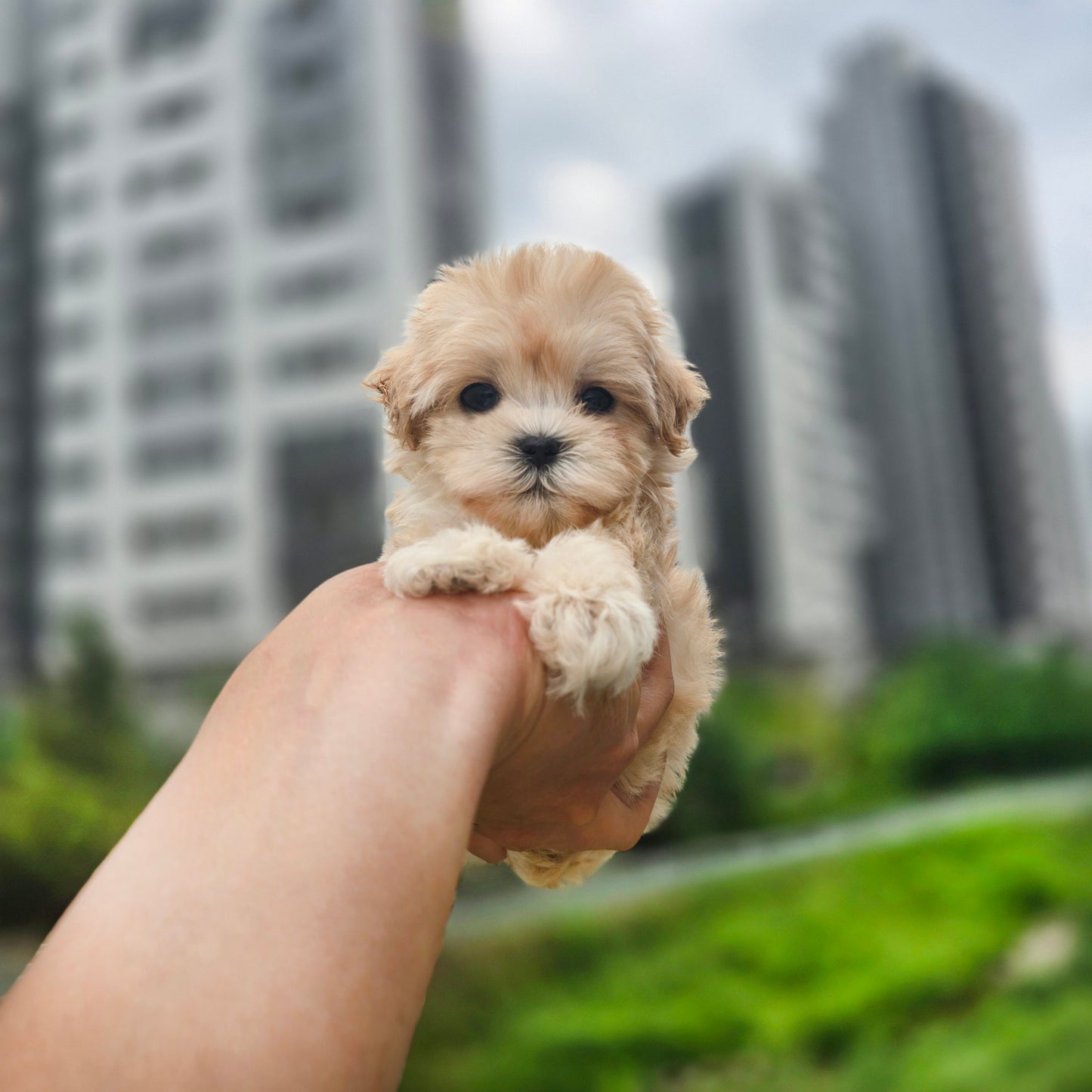 Mini Maltipoo- Cookie (Singapore shipping fee included)