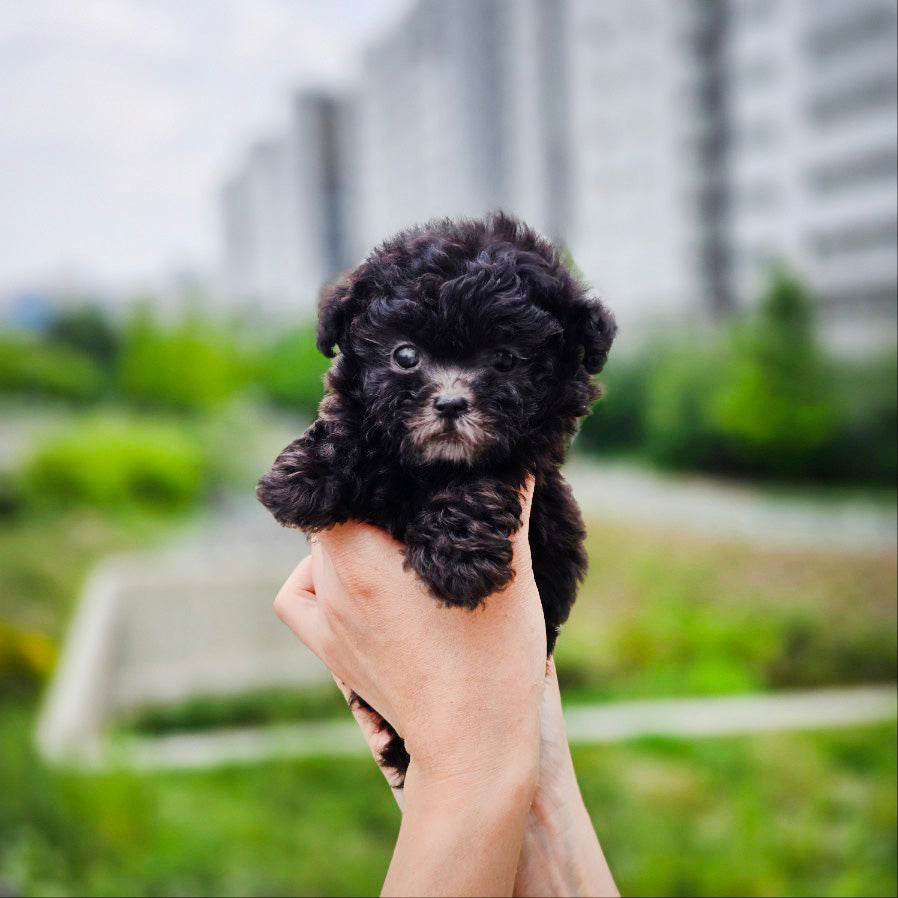 Tiny poodle- Tiana (Singapore shipping fee included)