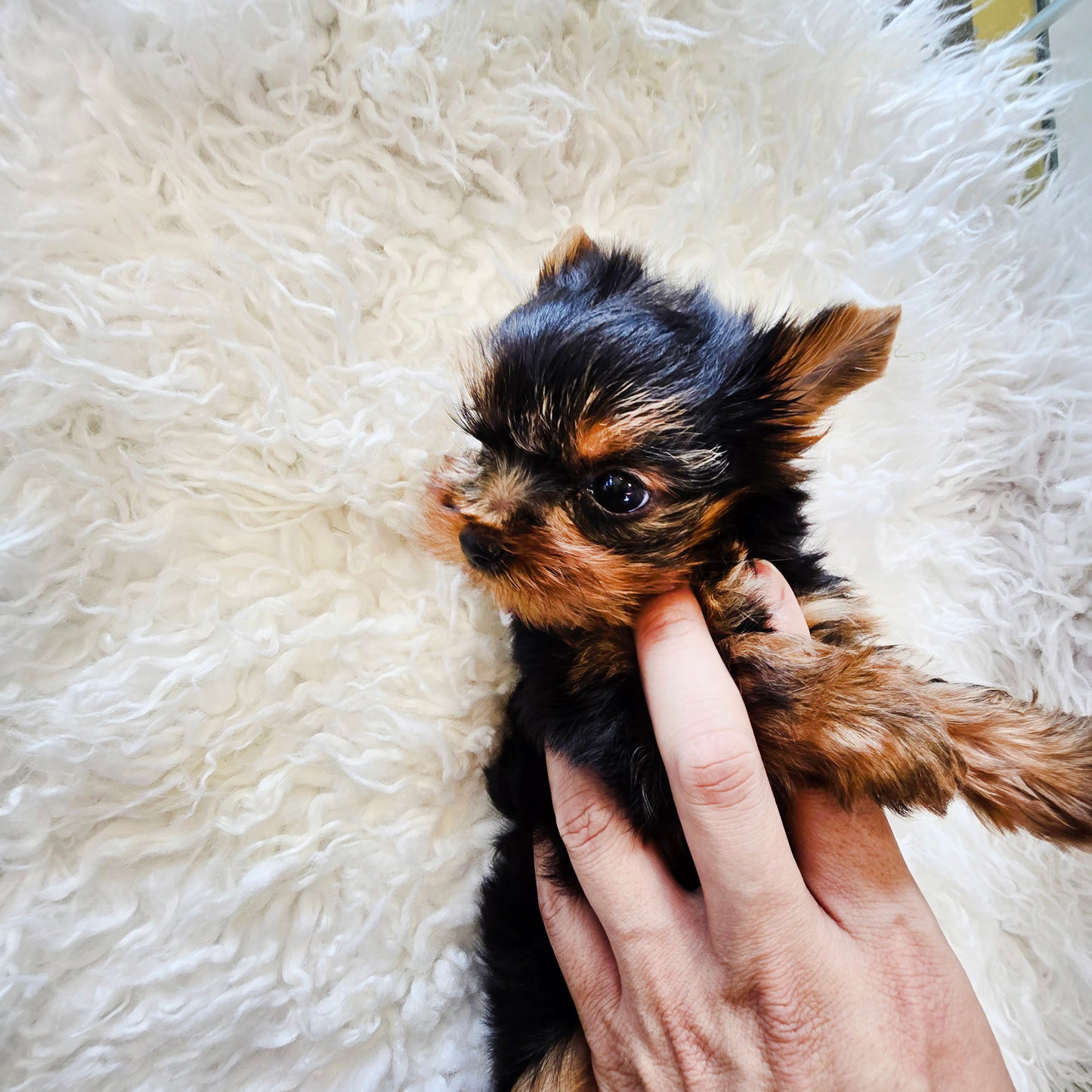 Yorkshire Terrier-Terry (Singapore shipping fee included)