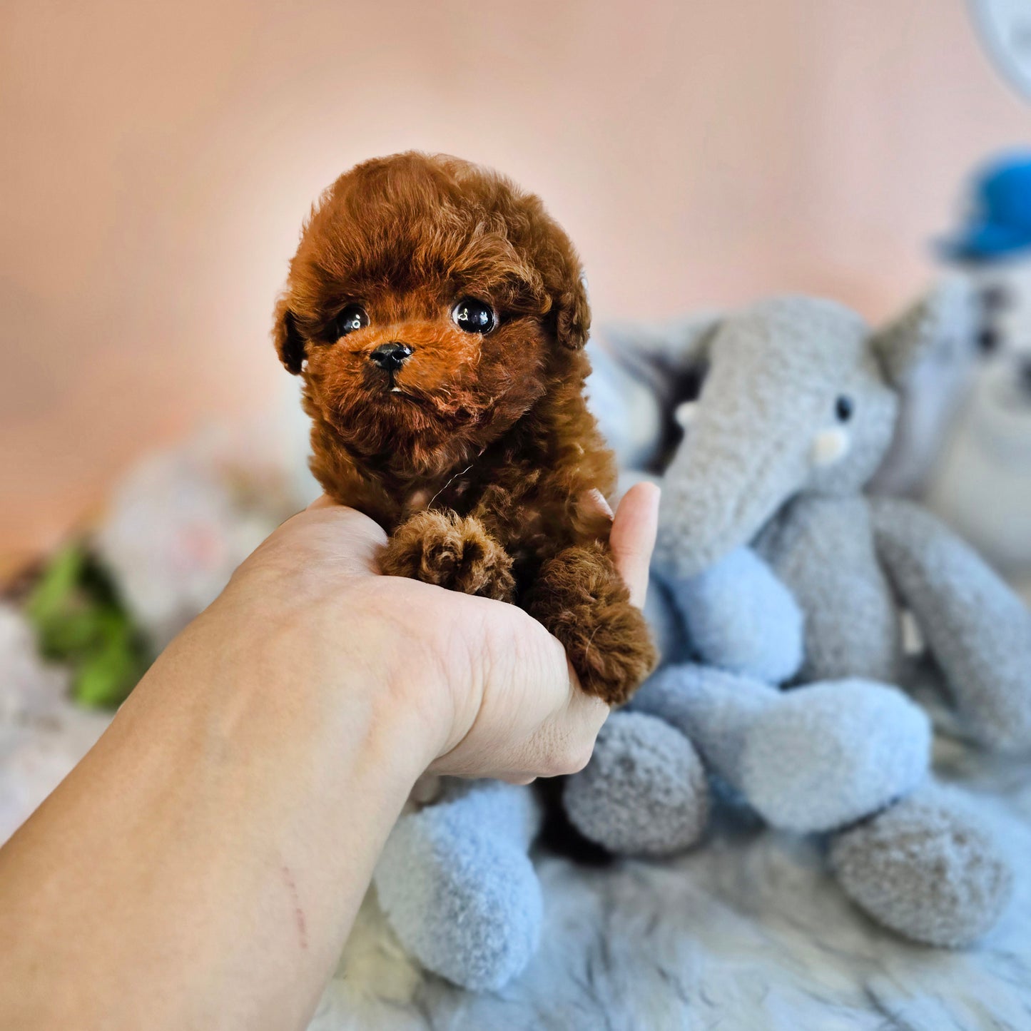 Tiny poodle for sale-Teddy