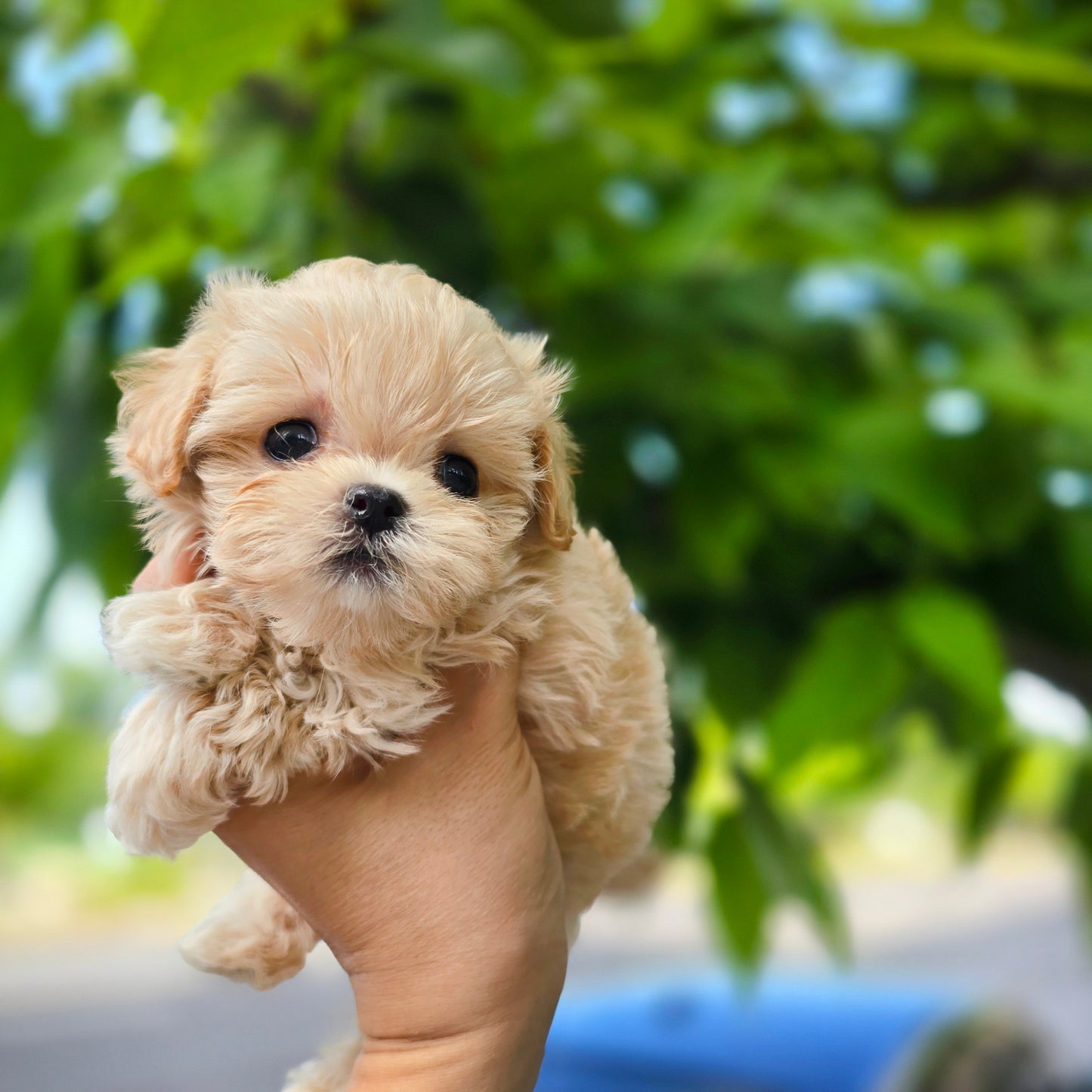 Mini Maltipoo- Mickey (Singapore shipping fee included)