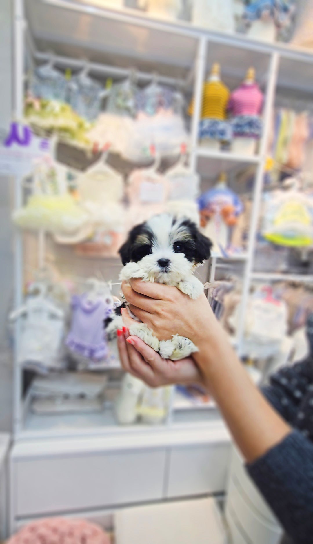 Mini Maltipoo for sale-Angel
