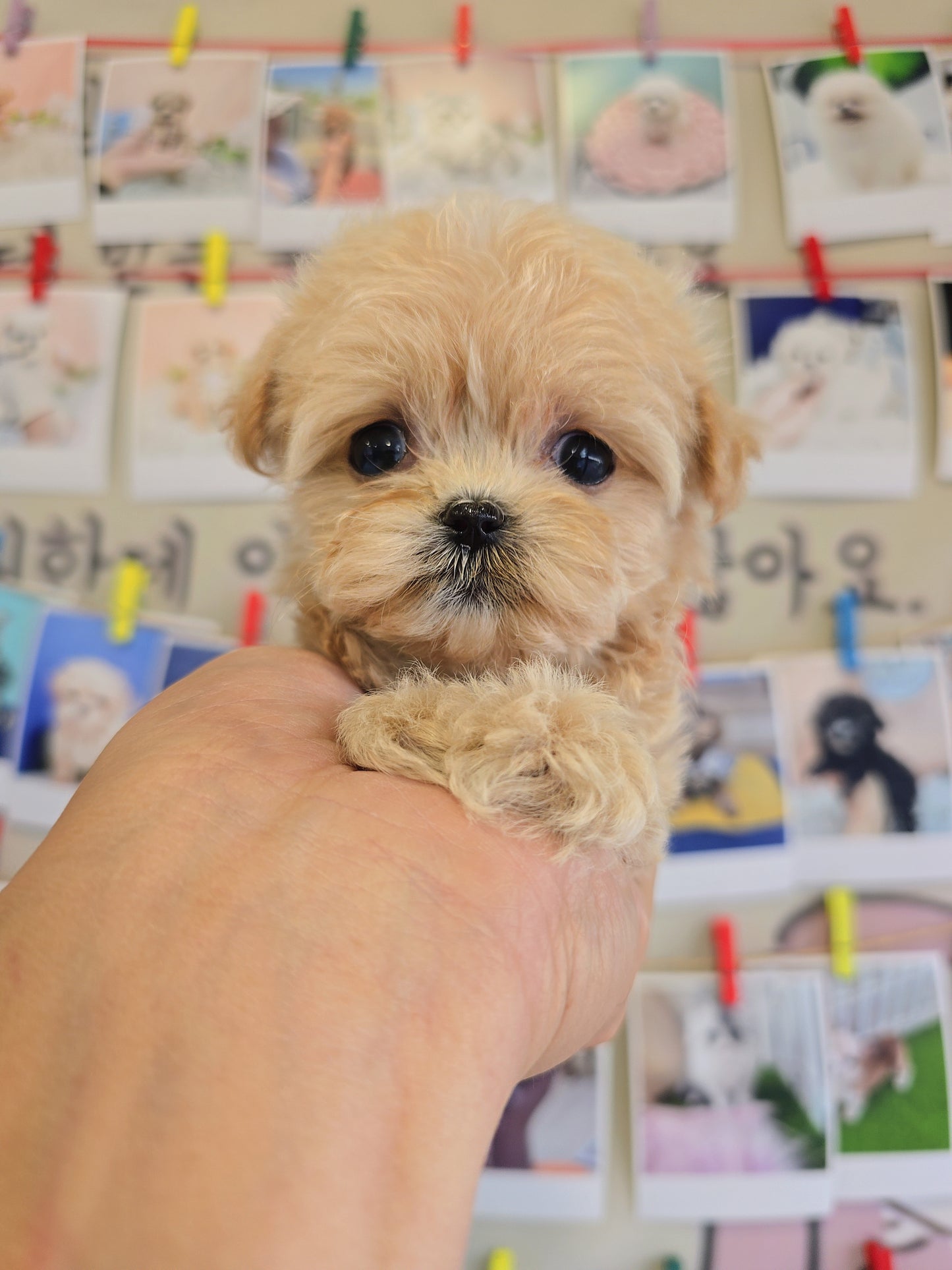 Mini Maltipoo- Molly (Singapore shipping fee included)