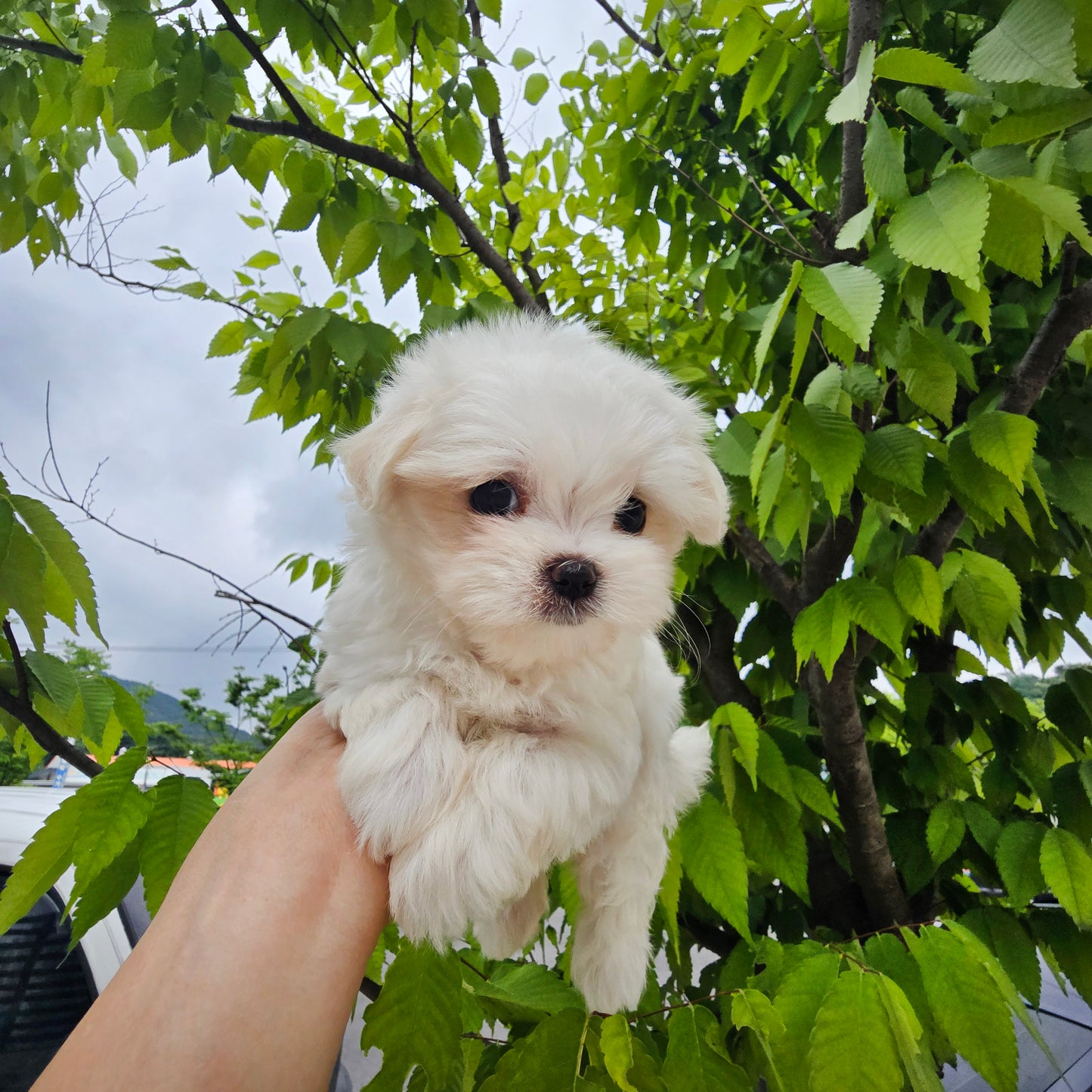 Mini Maltese- Puding (Singapore shipping fee included)