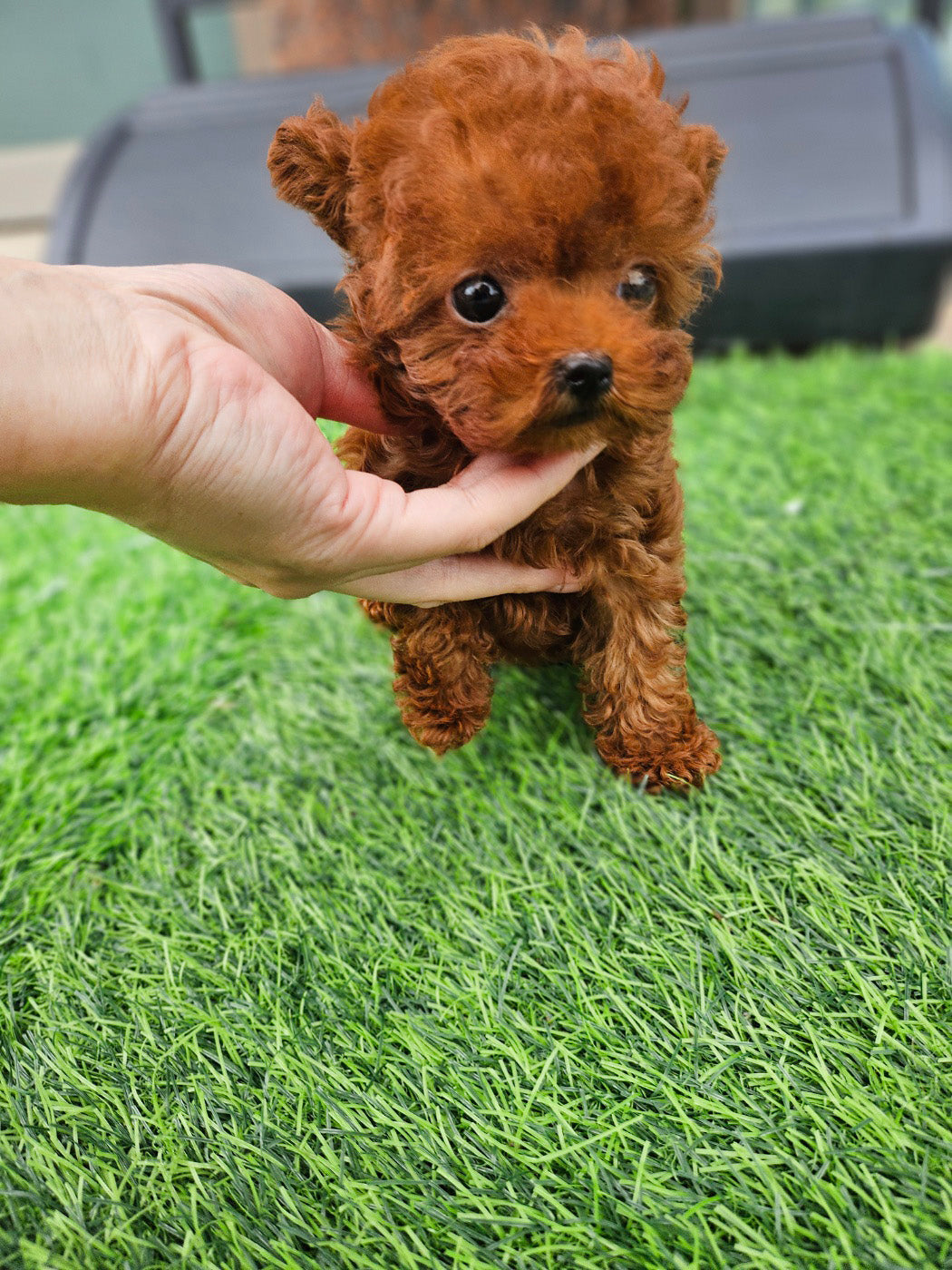 Tiny poodle- JESSI (Singapore shipping fee included)