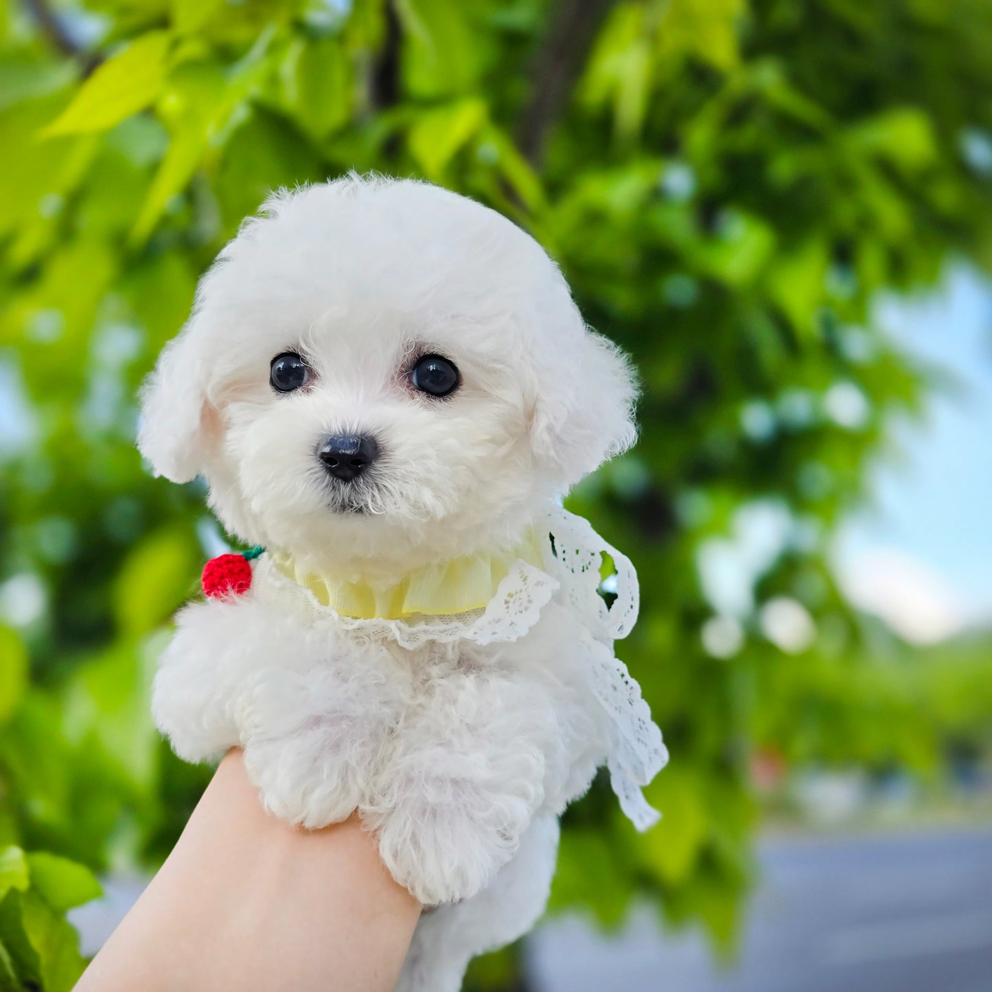 Mini Bichon Frise for sale-GOME