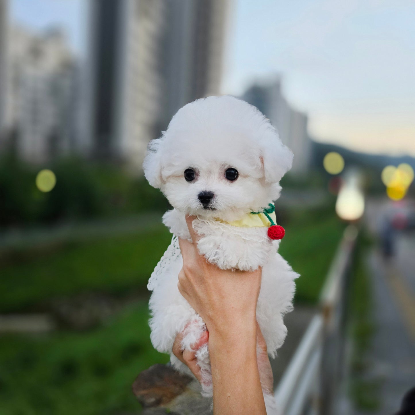 Mini Bichon Frise- SIMBA(Singapore shipping fee included)