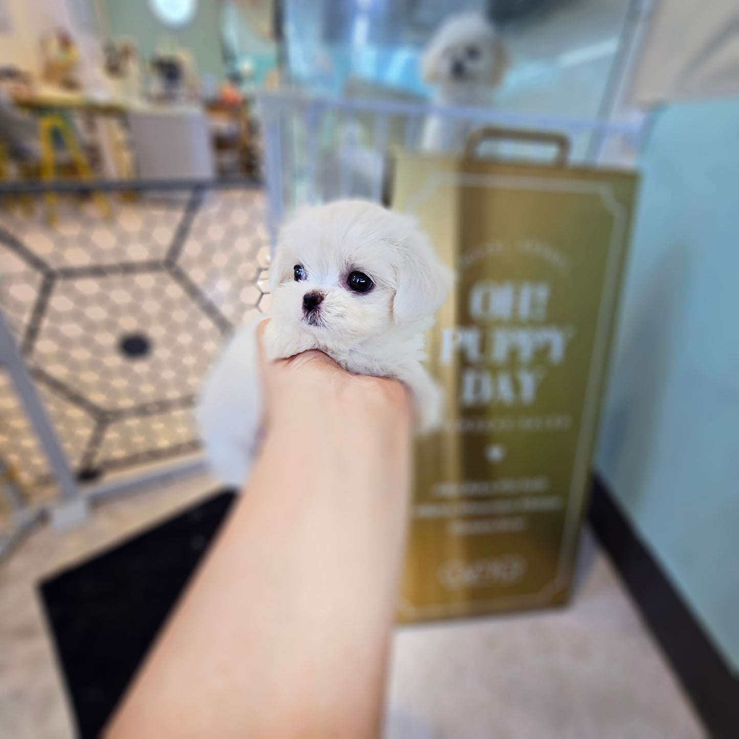 Mini Maltese- JENNY (Singapore shipping fee included)