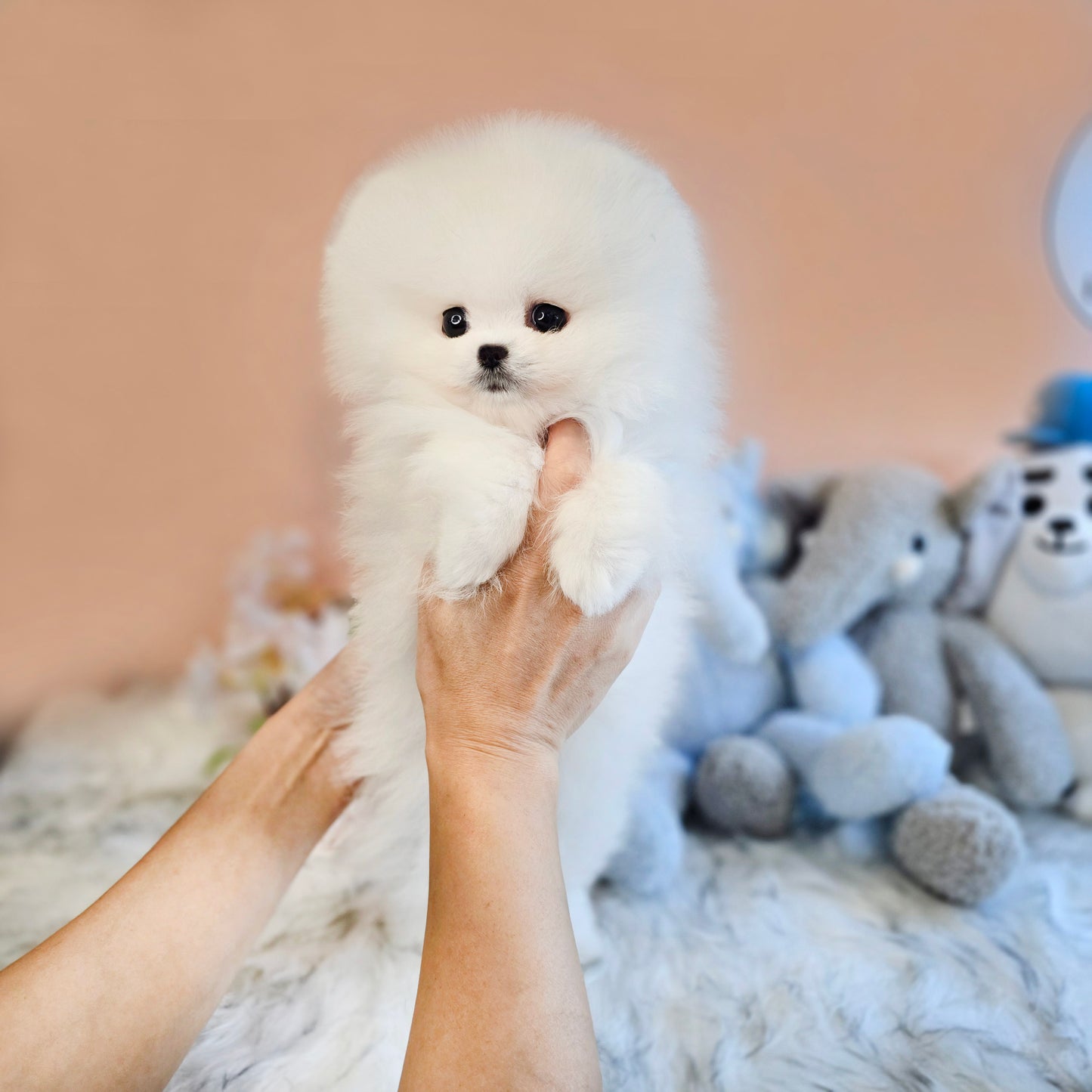 Pomeranian-Daisy (Singapore shipping fee included)