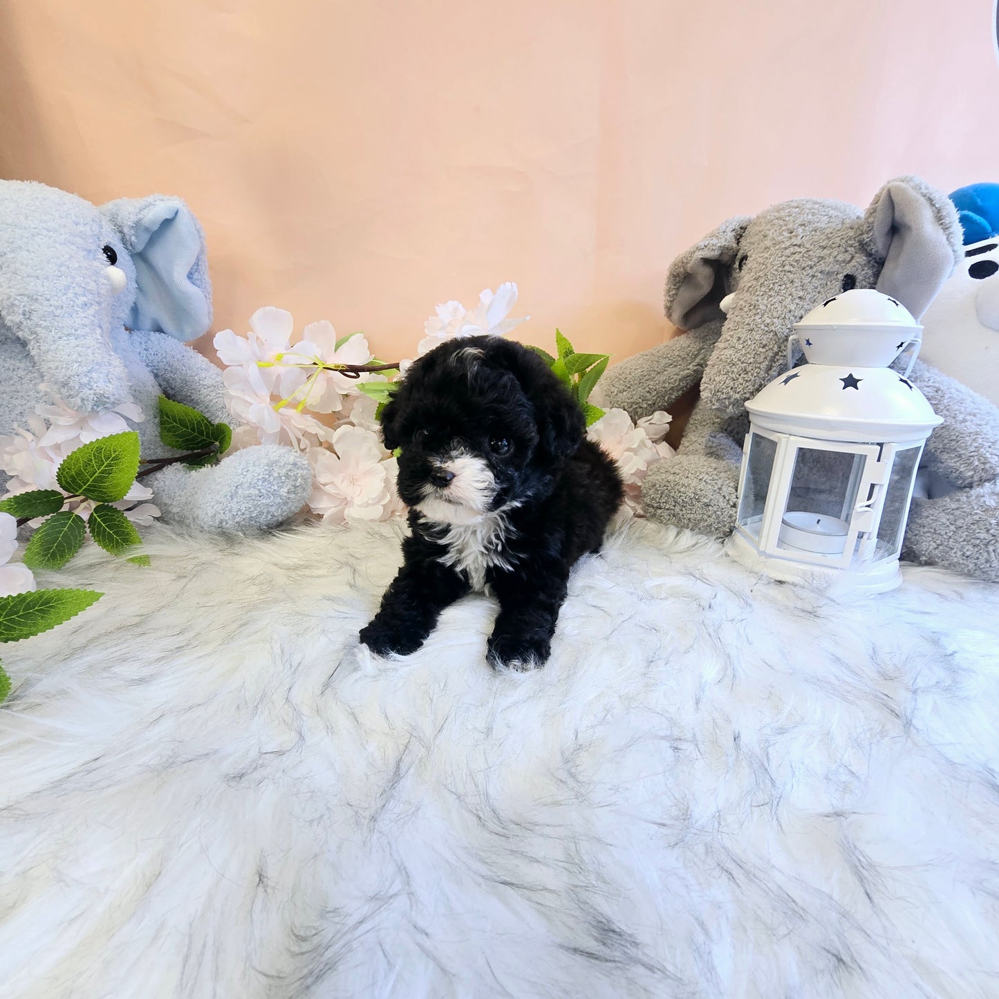 poodle for sale-Bruno