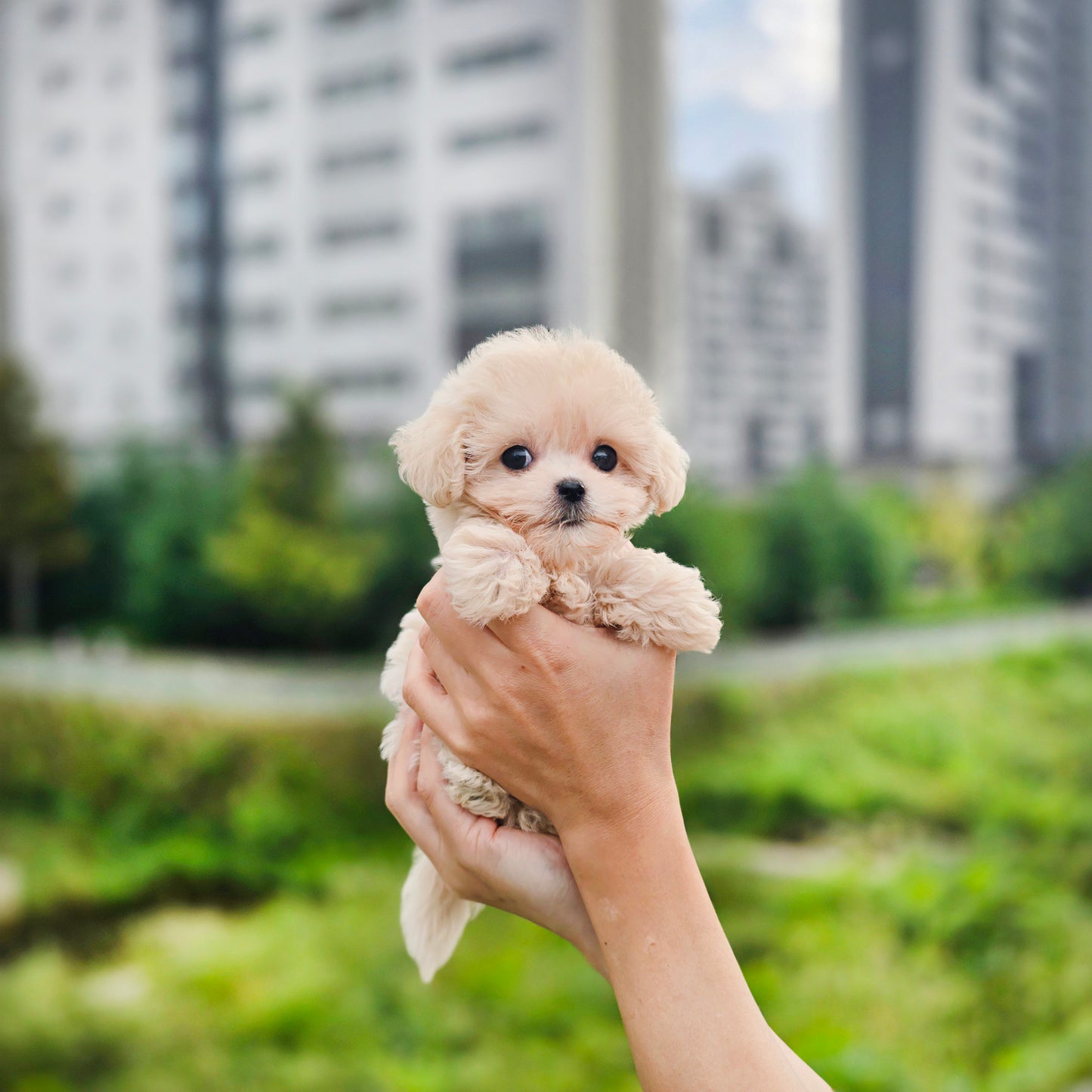 Mini Maltipoo- Sharon (Singapore shipping fee included)